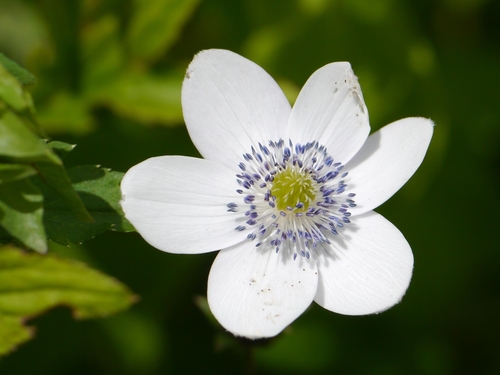 Foto van Blauwwitte anemoon