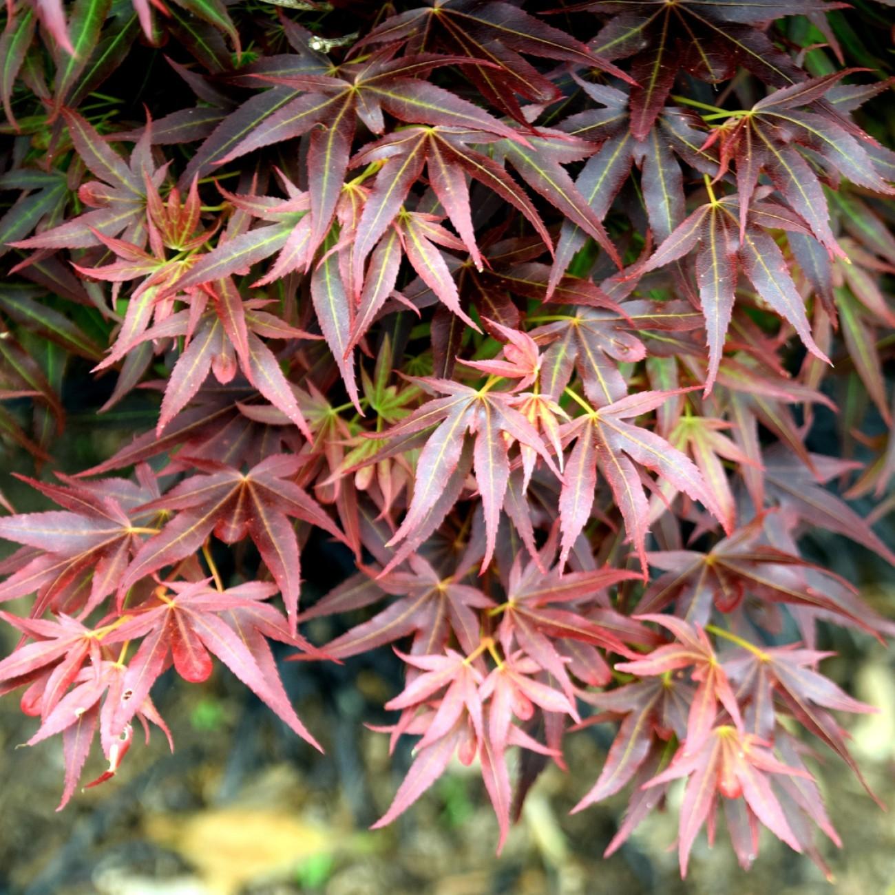 Foto van Japanse Esdoorn ‘Otake’