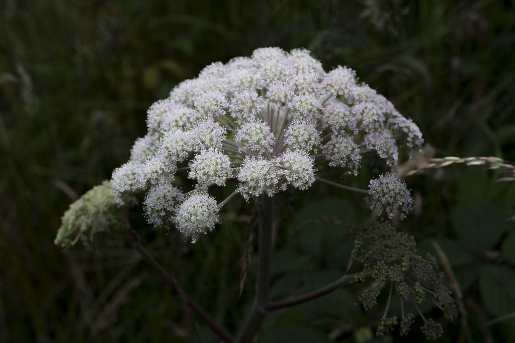 Foto van Gewone engelwortel