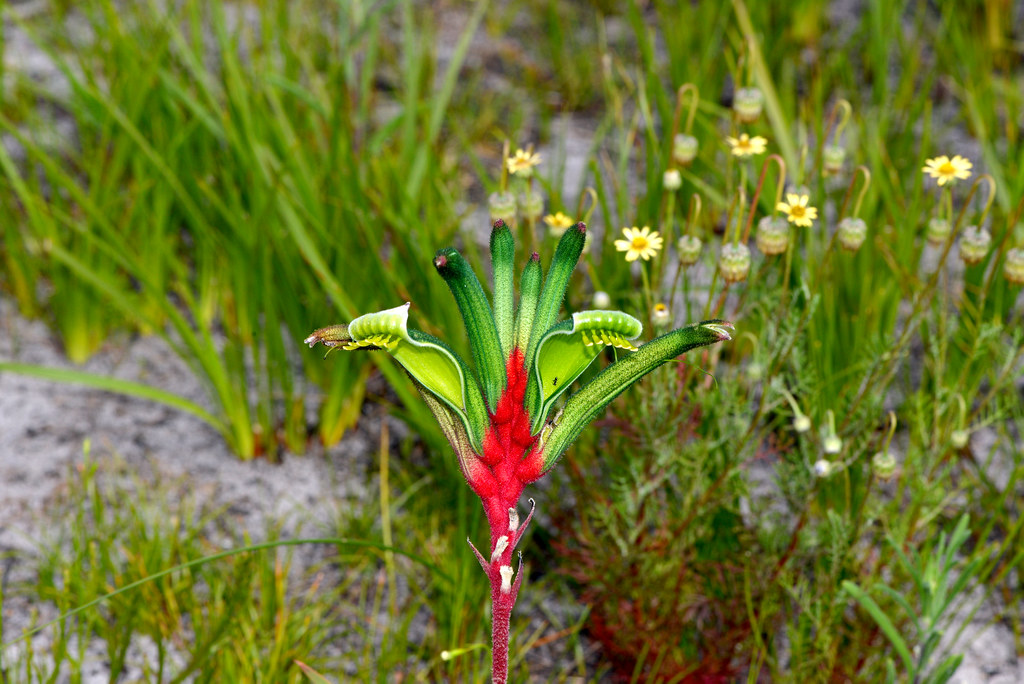 Foto van Roodgroene kangoeroepoot