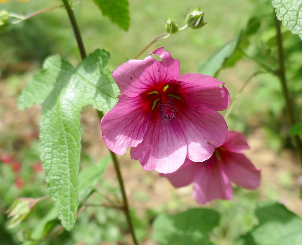 Foto van Kaapse malva
