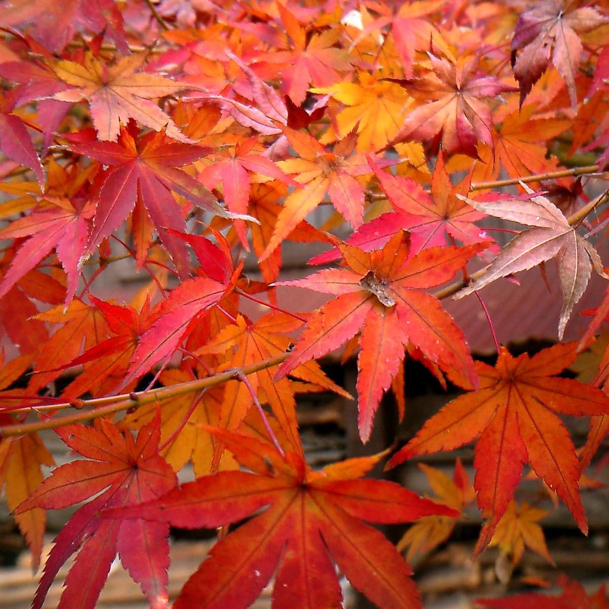 Foto van Otome Zakura