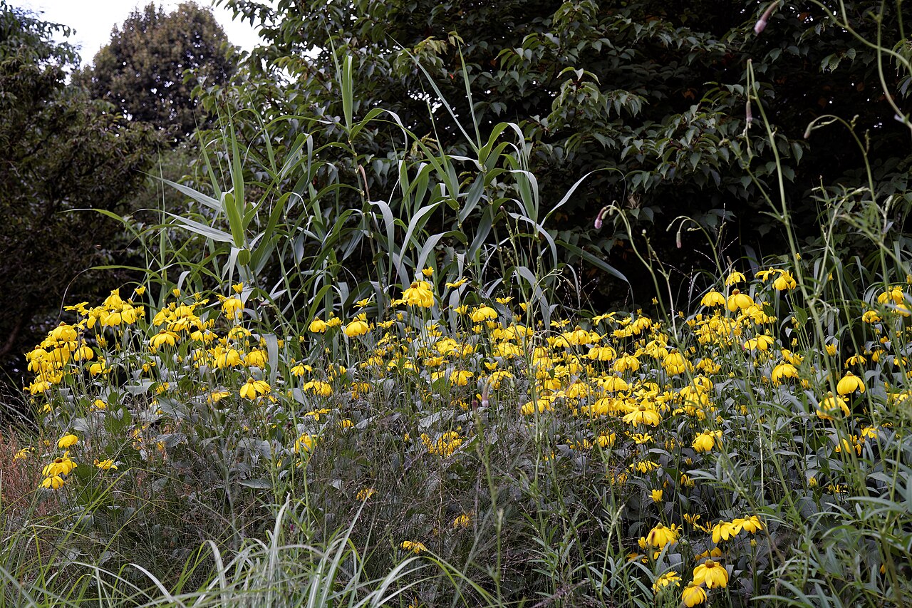 Een gevarieerde plantenborder met gele zomerbloei tussen siergrassen.